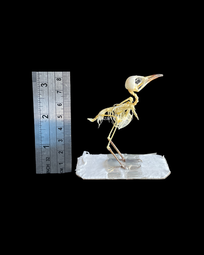 White-Browed Wren-Warbler Bird Prinia inornata Skeleton Real Preserved Taxidermy