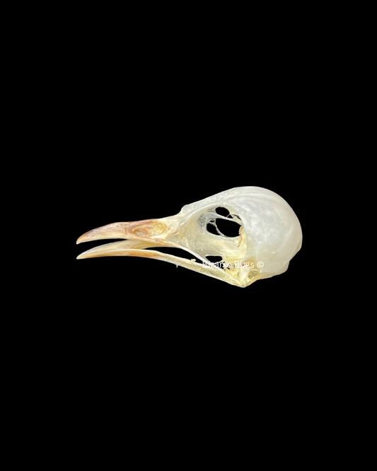 White-Browed Wren-Warbler Bird Prinia inornata Skull Real Preserved Taxidermy