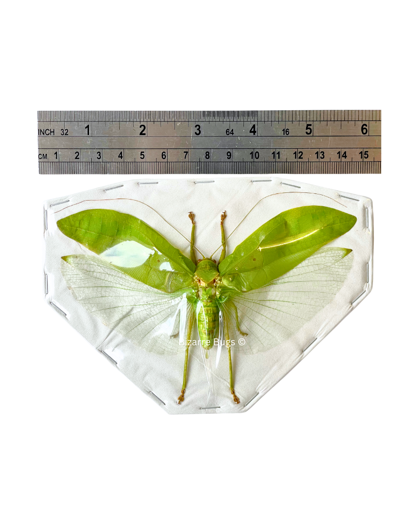 Leaf Mimic Bush Cricket Pseudophyllus neriifolius Spread Male Real Insect Taxidermy