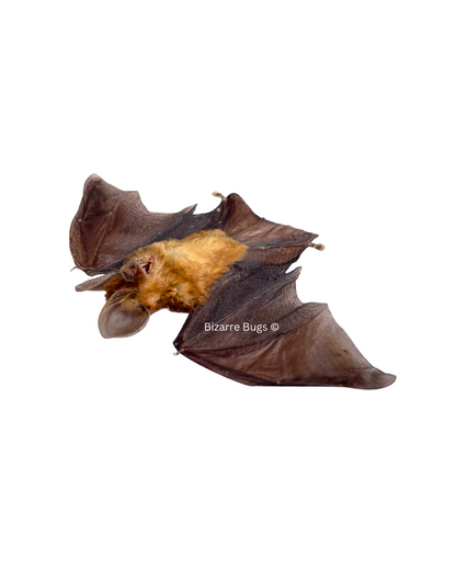 Blyth's Horseshoe Bat Rhinolophus lepidus Half Spread Real Preserved Taxidermy Specimen