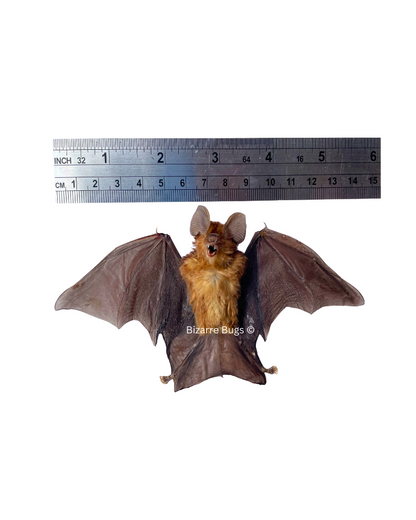 Blyth's Horseshoe Bat Rhinolophus lepidus Half Spread Real Preserved Taxidermy Specimen