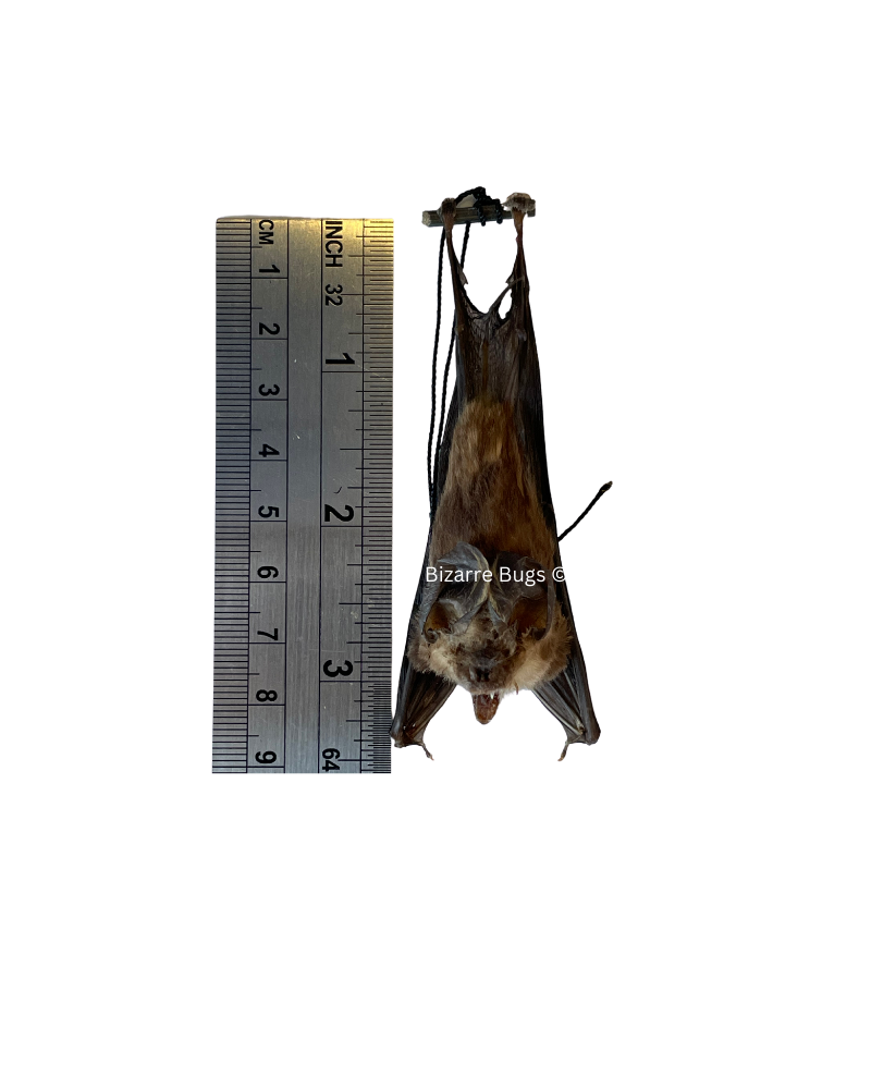 Blyth's Horseshoe Bat Rhinolophus lepidus Hanging Back Real Preserved Taxidermy