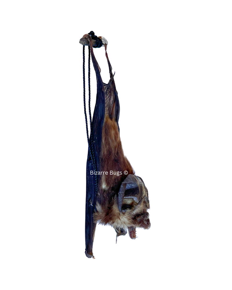 Blyth's Horseshoe Bat Rhinolophus lepidus Hanging Back Real Preserved Taxidermy