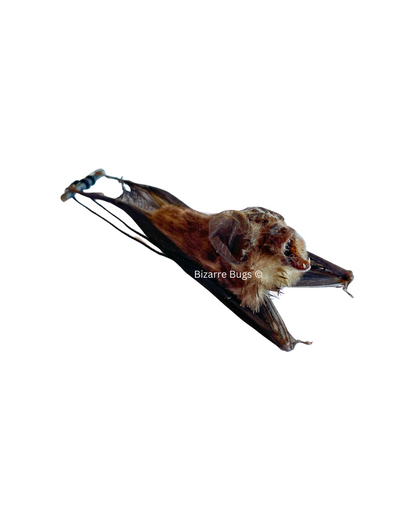 Blyth's Horseshoe Bat Rhinolophus lepidus Hanging Back Real Preserved Taxidermy