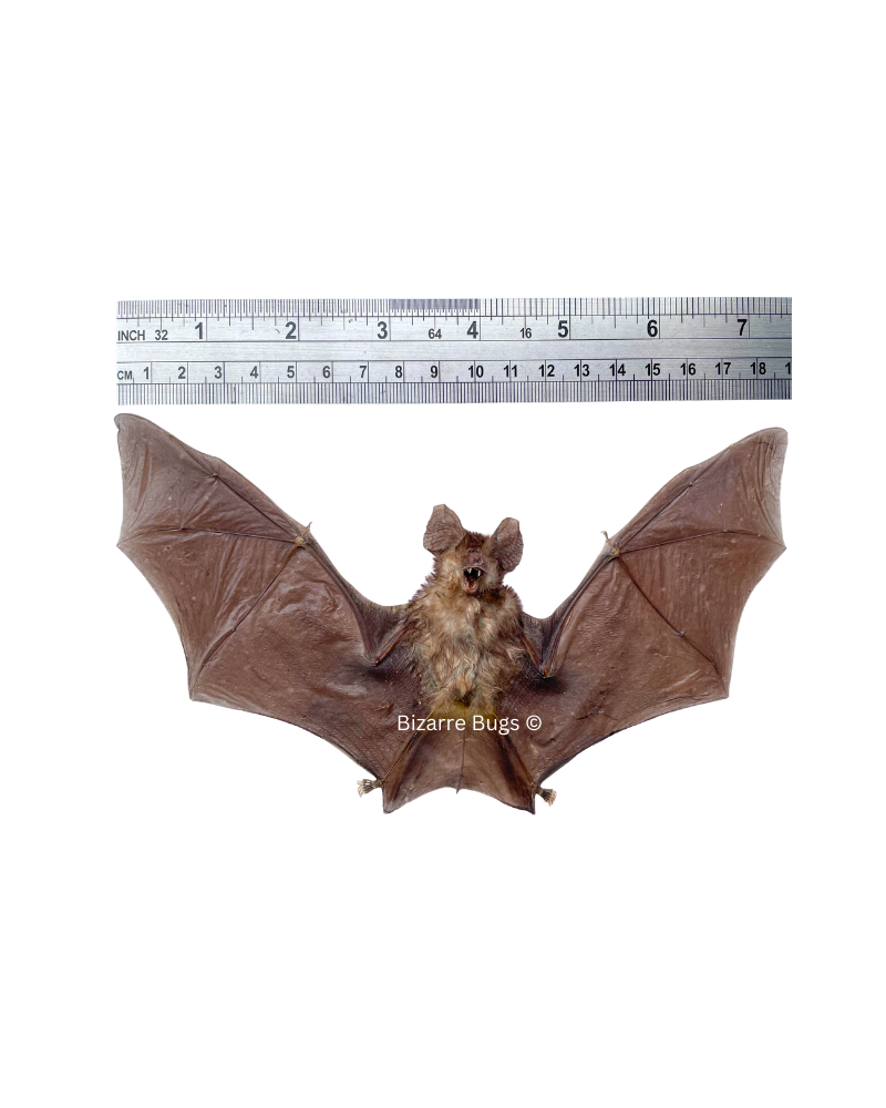 Blyth's Horseshoe Bat Rhinolophus lepidus Spread Real Preserved Taxidermy Specimen