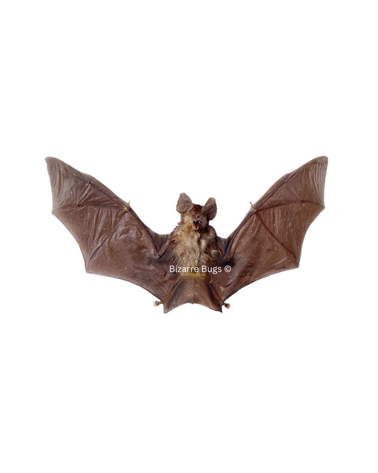 Blyth's Horseshoe Bat Rhinolophus lepidus Spread Real Preserved Taxidermy Specimen