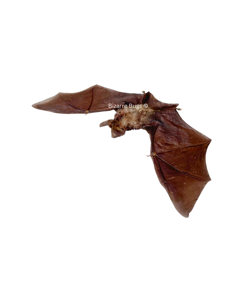 Blyth's Horseshoe Bat Rhinolophus lepidus Spread Real Preserved Taxidermy Specimen