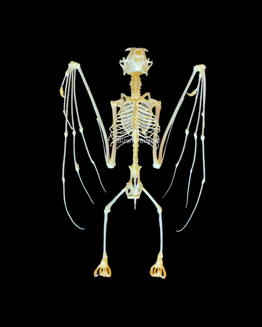 Leschenault's Rousette Fruit Bat Rousettus leschenaulti Half Spread Skeleton Real Preserved Taxidermy