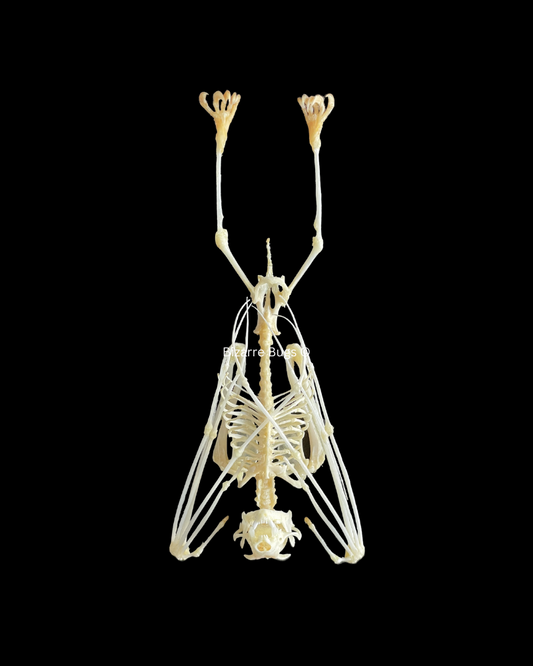 Leschenault's Rousette Fruit Bat Rousettus leschenaulti Hanging Skeleton Real Preserved Taxidermy