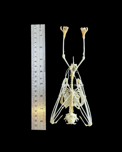 Leschenault's Rousette Fruit Bat Rousettus leschenaulti Hanging Skeleton Real Preserved Taxidermy