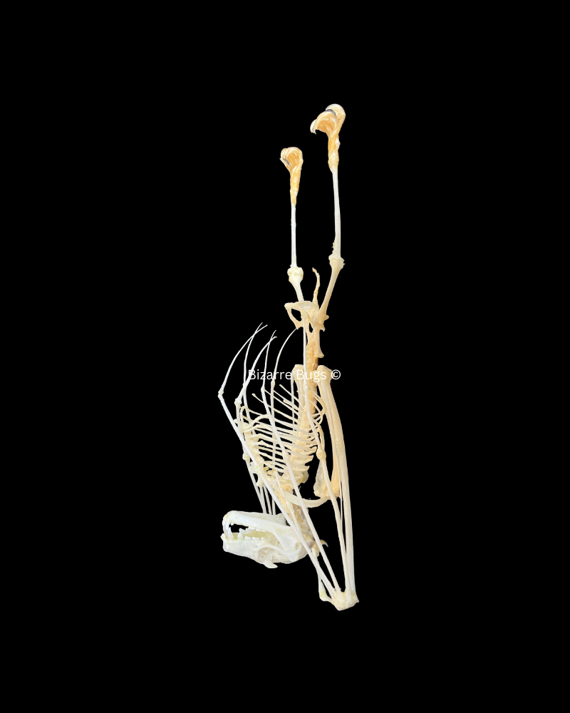 Leschenault's Rousette Fruit Bat Rousettus leschenaulti Hanging Skeleton Real Preserved Taxidermy