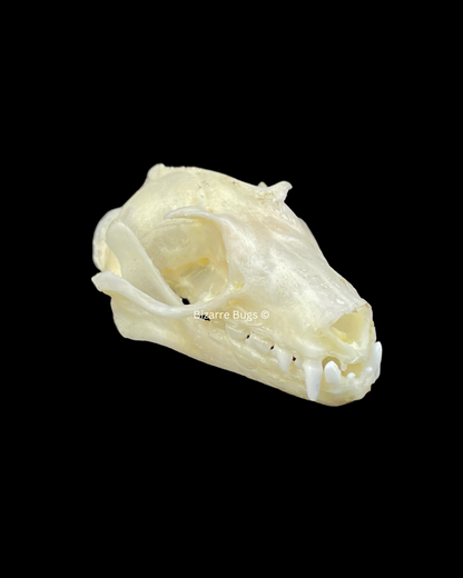 Leschenault's Rousette Fruit Bat Rousettus leschenaulti Skull Real Preserved Taxidermy