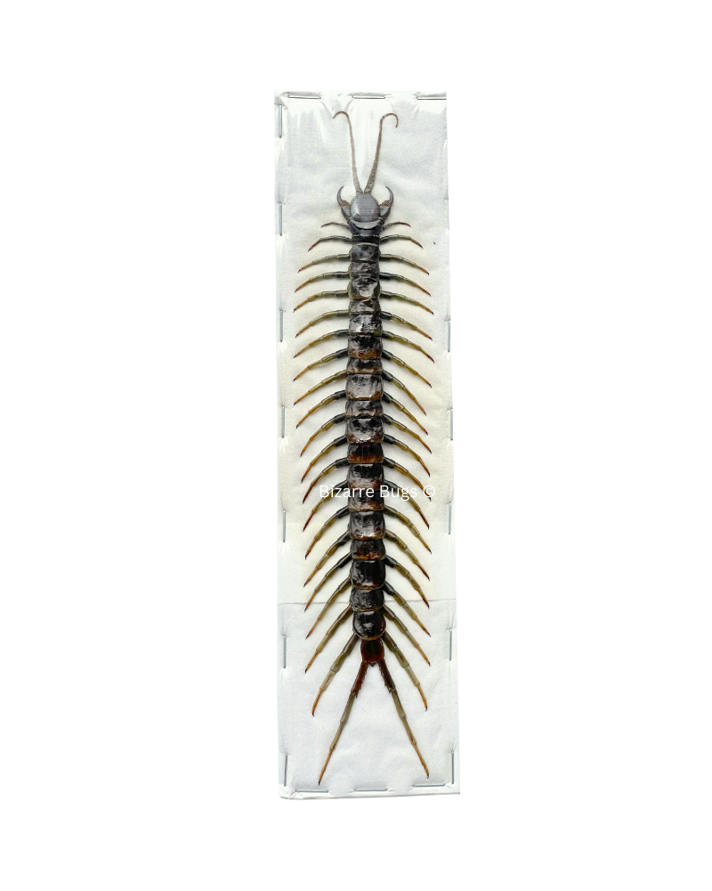 Tanzanian Blue Ringleg Centipede Scolopendra subspinipes piceoflava Real Preserved Taxidermy