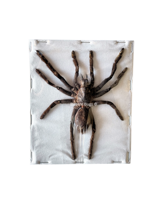 Java Yellow Kneed Tarantula Spider Selenocosmia javanensis Spread Real Preserved Taxidermy
