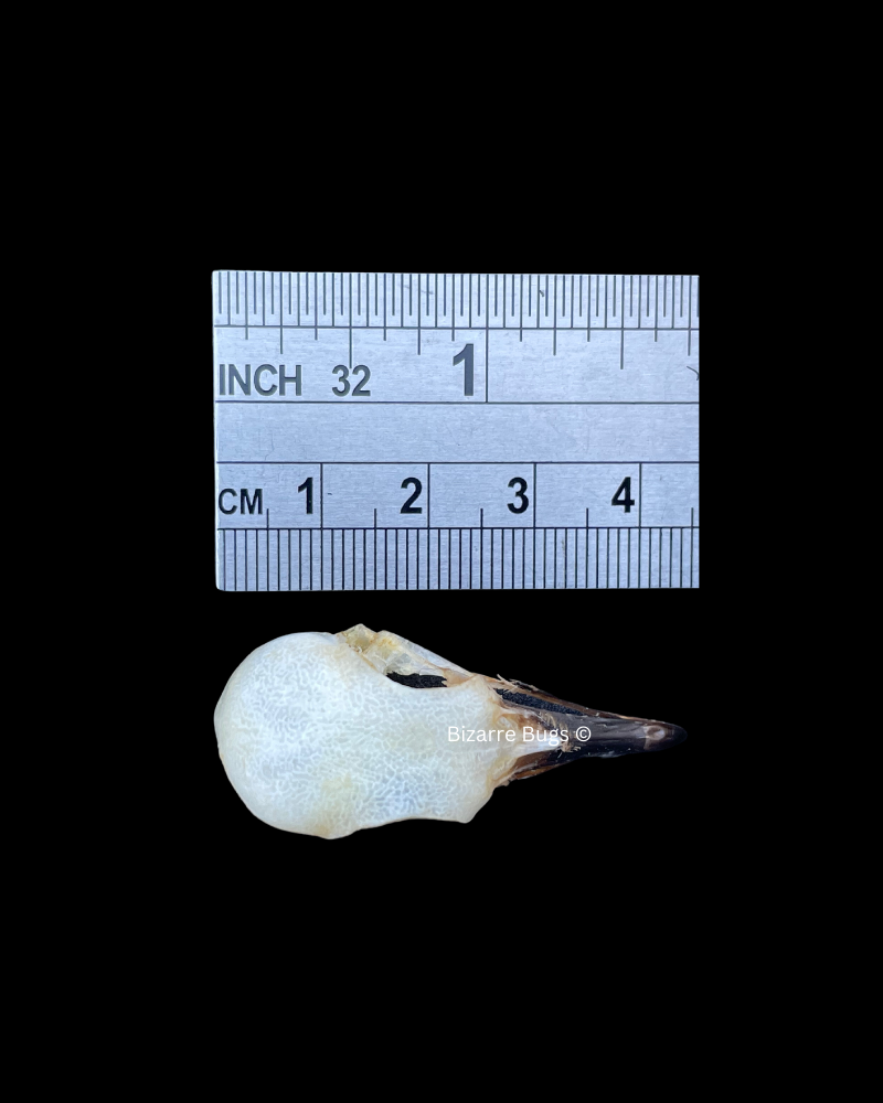 Spotted Dove Spilopelia chinensis Skull Real Preserved Taxidermy Bones