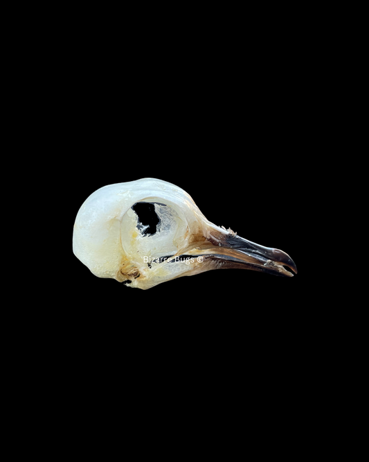 Spotted Dove Spilopelia chinensis Skull Real Preserved Taxidermy Bones