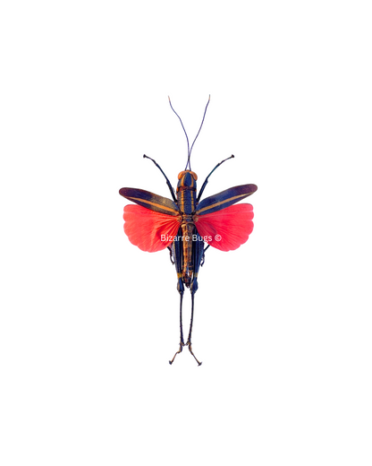 Red Orange Grasshopper Traulacris sp1 Spread Male Real Insect Taxidermy
