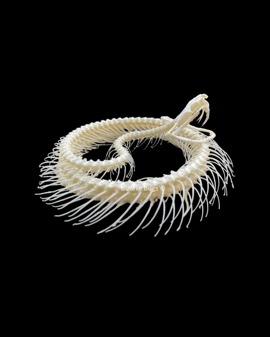 White-lipped Pit Viper Venomous Snake Trimeresurus albolabris Skeleton Coiled Real Preserved Taxidermy Bones