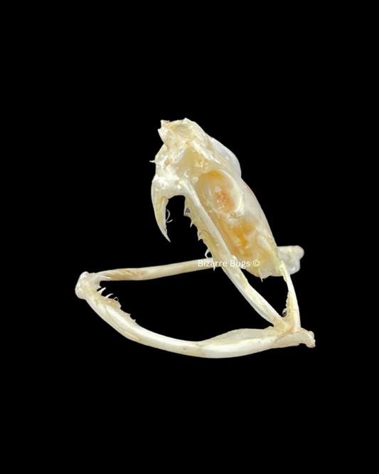 White-lipped Pit Viper Venomous Snake Trimeresurus albolabris Skull Real Preserved Taxidermy Bones