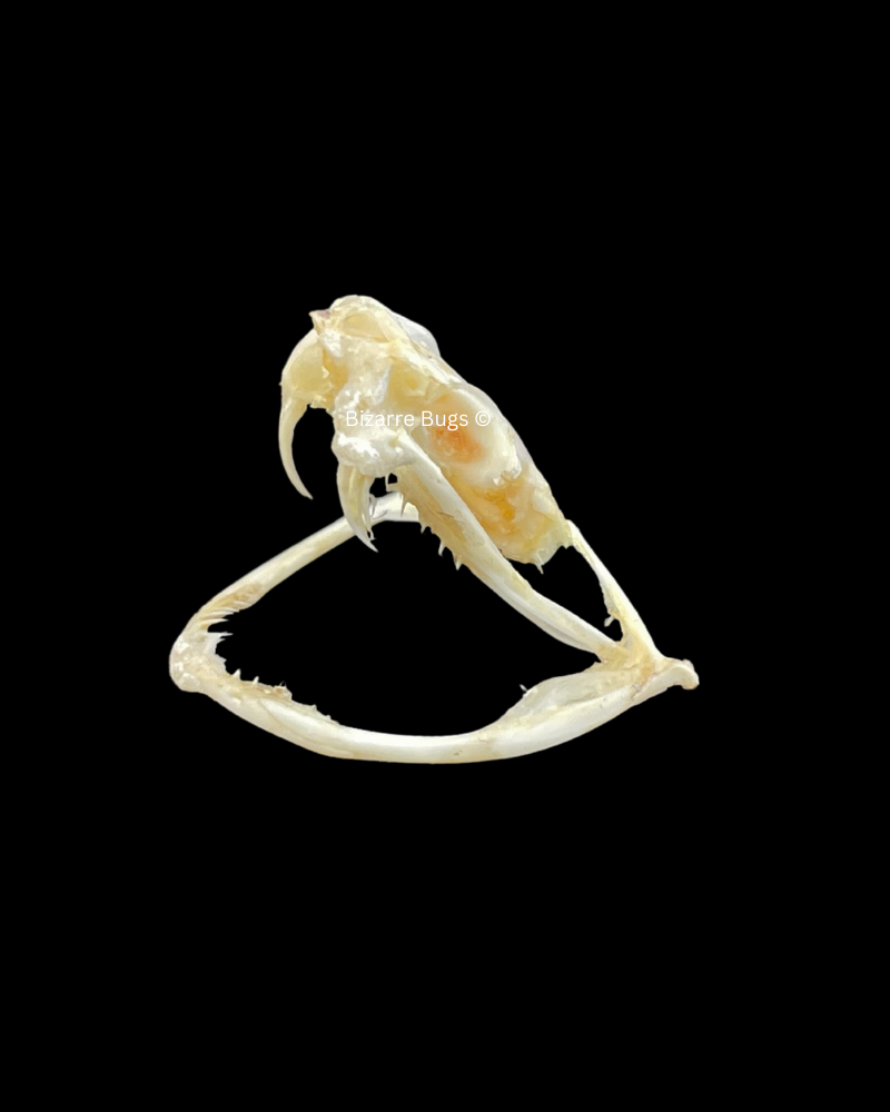 White-lipped Pit Viper Venomous Snake Trimeresurus albolabris Skull Real Preserved Taxidermy Bones