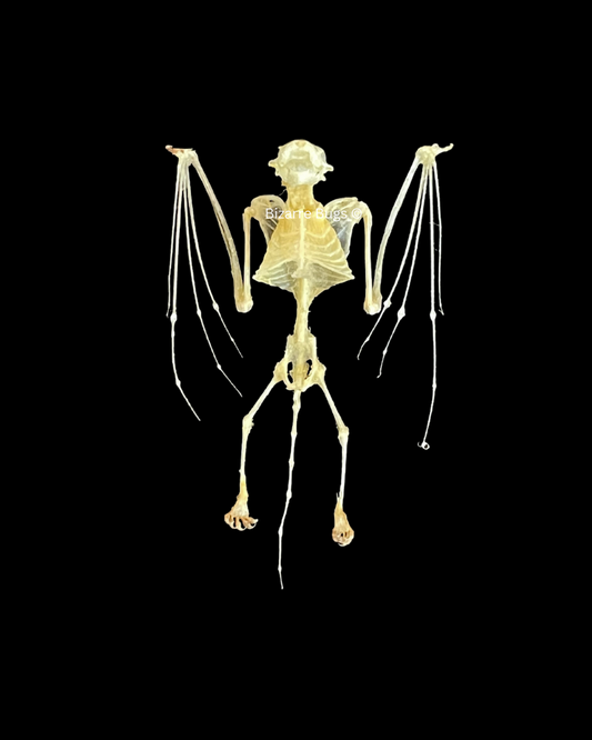 Lesser Bamboo or Lesser Flat-Headed Bat Tylonycteris pachypus Skeleton Half Spread Real Preserved Taxidermy