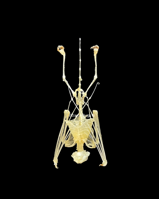 Lesser Bamboo or Lesser Flat-Headed Bat Tylonycteris pachypus Skeleton Hanging Real Preserved Taxidermy