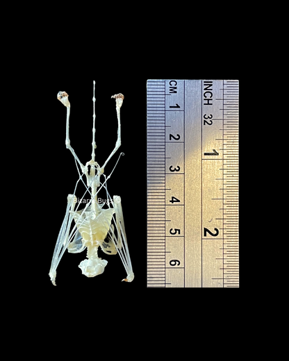 Lesser Bamboo or Lesser Flat-Headed Bat Tylonycteris pachypus Skeleton Hanging Real Preserved Taxidermy