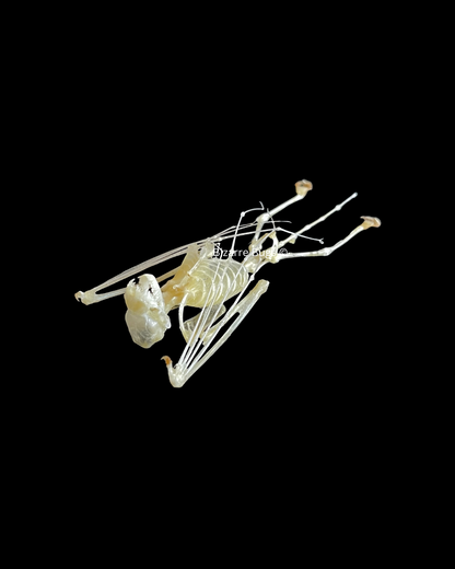 Lesser Bamboo or Lesser Flat-Headed Bat Tylonycteris pachypus Skeleton Hanging Real Preserved Taxidermy