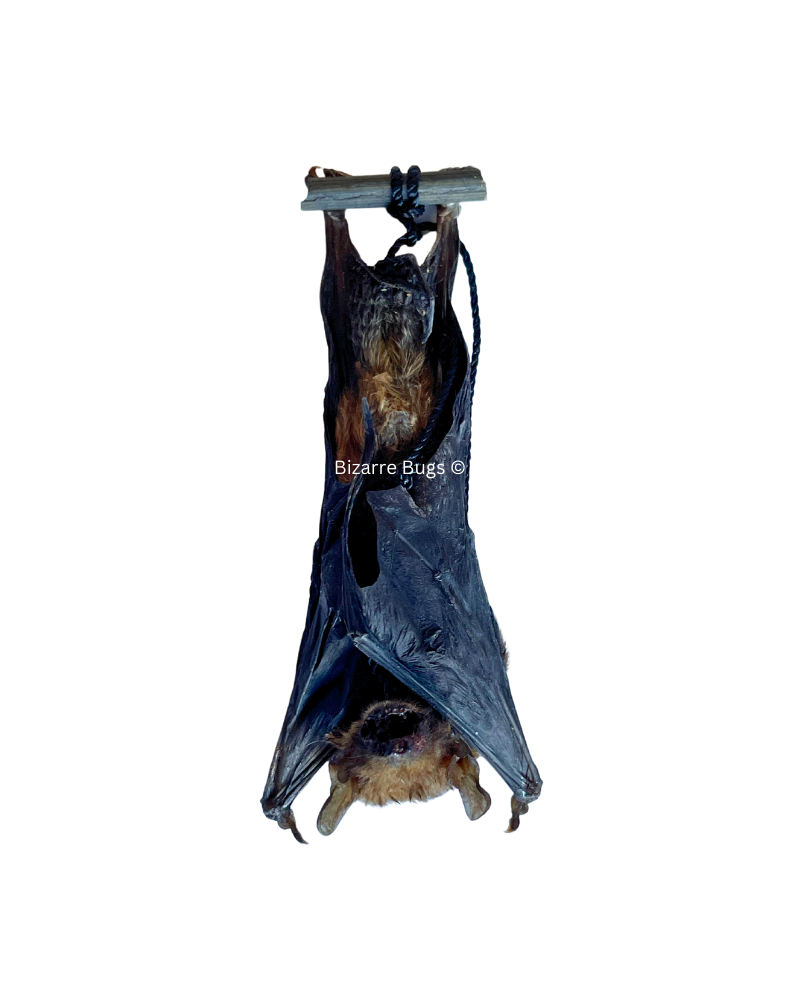 Lesser Bamboo or Lesser Flat-Headed Bat Tylonycteris pachypus Hanging Real Preserved Taxidermy