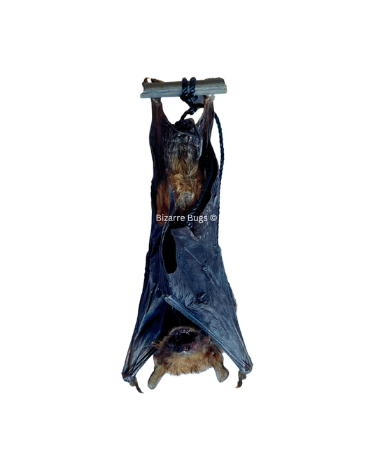 Lesser Bamboo or Lesser Flat-Headed Bat Tylonycteris pachypus Hanging Real Preserved Taxidermy