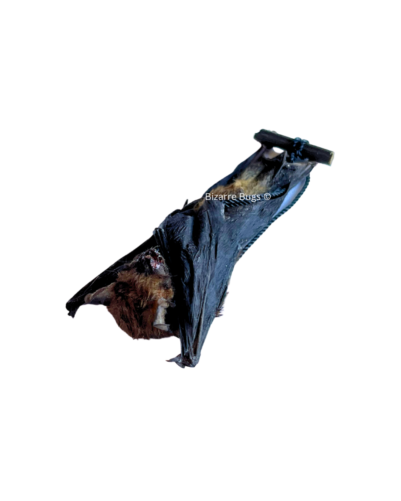 Lesser Bamboo or Lesser Flat-Headed Bat Tylonycteris pachypus Hanging Real Preserved Taxidermy