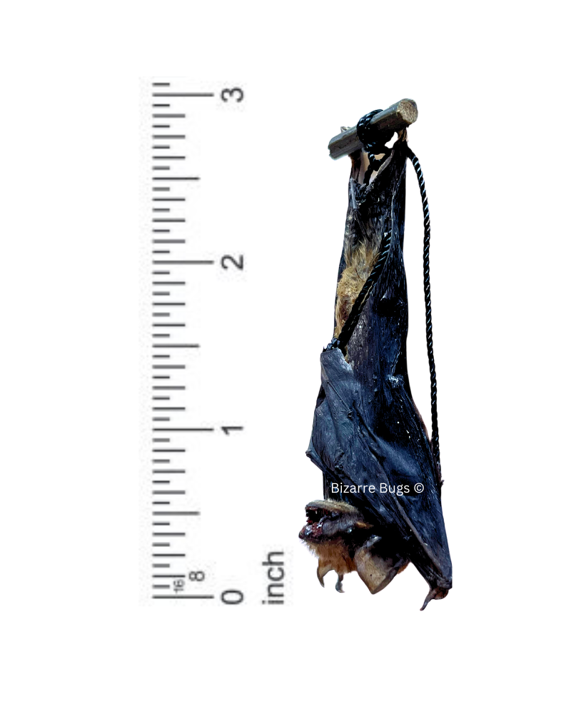 Lesser Bamboo or Lesser Flat-Headed Bat Tylonycteris pachypus Hanging Real Preserved Taxidermy