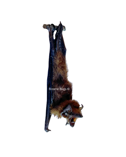 Lesser Bamboo or Lesser Flat-Headed Bat Tylonycteris pachypus Hanging Back Real Preserved Taxidermy