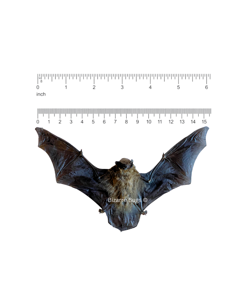 Lesser Bamboo or Lesser Flat-Headed Bat Tylonycteris pachypus Spread Real Preserved Taxidermy Specimen
