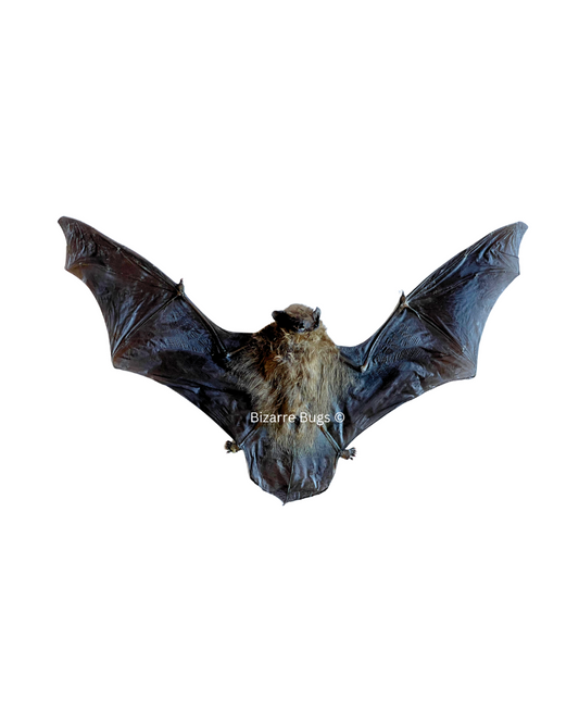 Lesser Bamboo or Lesser Flat-Headed Bat Tylonycteris pachypus Spread Real Preserved Taxidermy Specimen