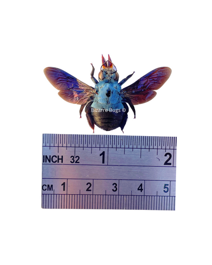 Blue Carpenter Bee Xylocopa caerulea Female Spread Real Insect Taxidermy