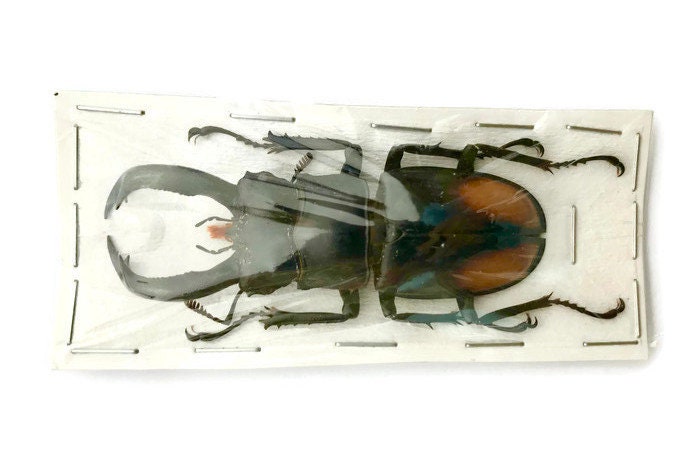 Fighting Giant Stag Beetle Hexarthrius parryi paradoxus Male Real Insect Taxidermy