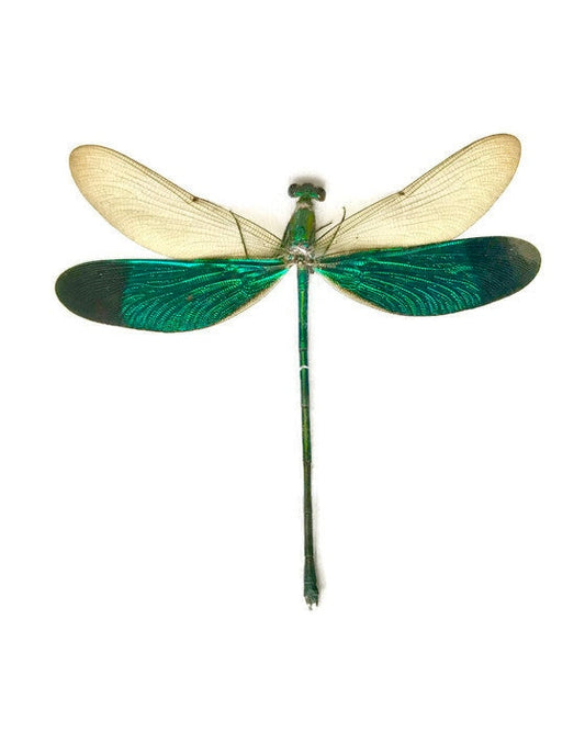 Stream Glory Damselfly Neurobasis chinensis Spread Male Real Insect Taxidermy