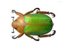 Jewel Scarab Beetle Plusiotis victorina Real Insect Taxidermy