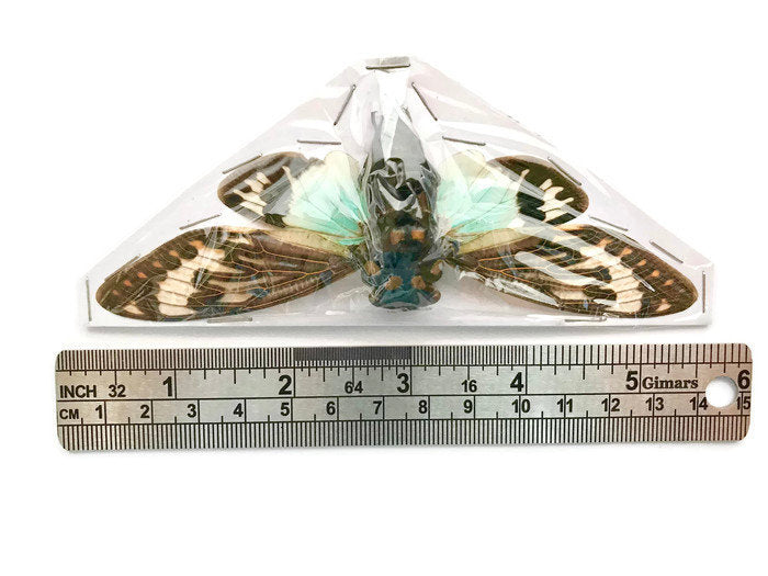 Cicada Tosena splendida Real Insect Spread Taxidermy