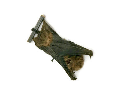 Kuhl's Pipistrelle Bat Pipistrellus kuhlii hanging Real Preserved Taxidermy Specimen