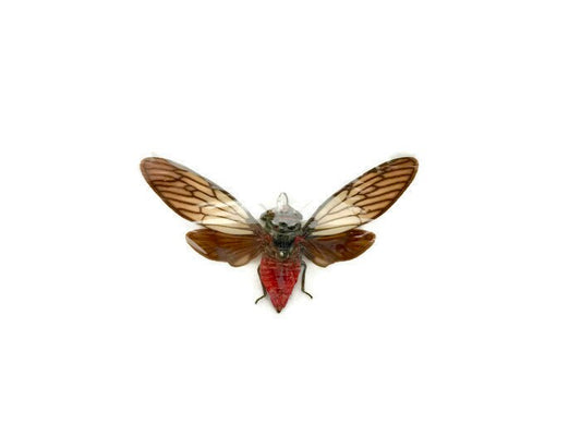 Red Devil Cicada Huechys incarnata Real Insect Spread