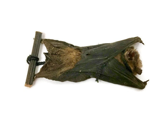 Kuhl's Pipistrelle Bat Pipistrellus kuhlii hanging Real Preserved Taxidermy Specimen