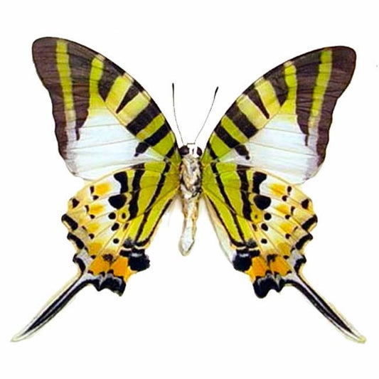 Fivebar Swordtail Butterfly Graphium antiphates Spread or Folded Real Insect Male Folded
