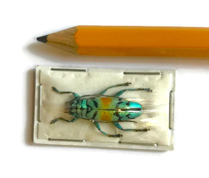 Longhorn Beetle Tmesisternus rafaelae Real Insect Metallic Gold Green A2 Condition