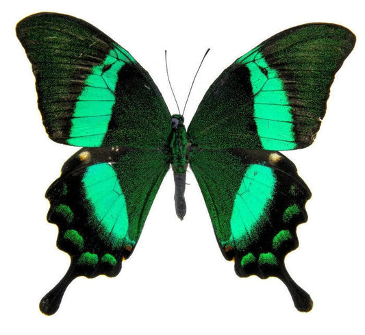 Emerald Swallowtail Butterfly Papilio palinurus daedalus Real Insect Spread or Folded Taxidermy