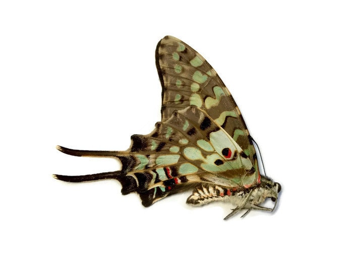 Large Striped Swallowtail Butterfly Graphium antheus Male Folded Real Insect Taxidermy