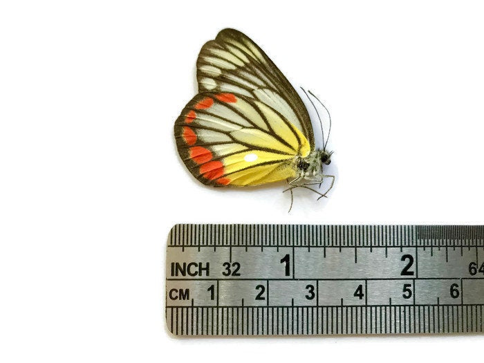 Painted Jezebel Butterfly Delias hyparete hyparete Spread or Folded Male Real Insect Taxidermy