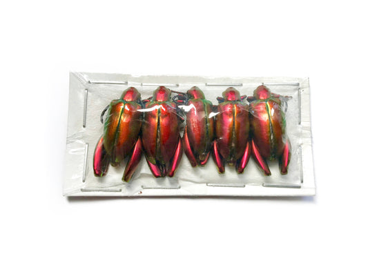 Frog-legged Beetle Sagra laticollis Real Insect Pack of 5 A1/A- Condition