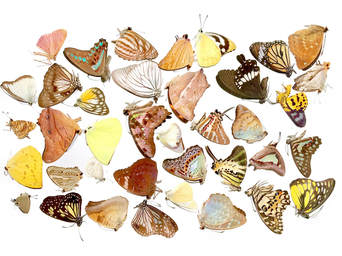 50 Butterfly and Moth Mixed Wholesale Lot Real Insect Taxidermy Folded Unmounted